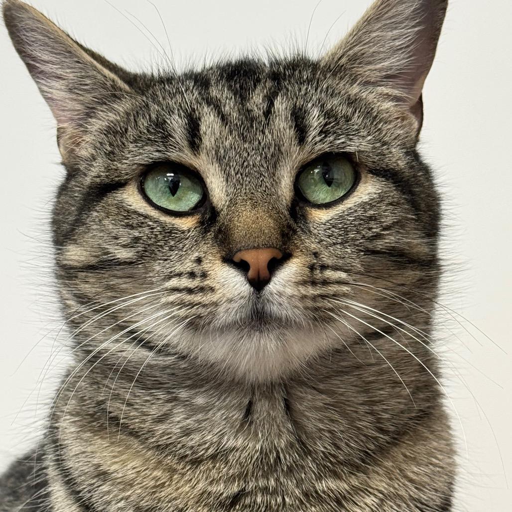 Enlarge Margo ARC2026-219, a Adoptable Domestic Short Hair in Akron, NY image 3/6
