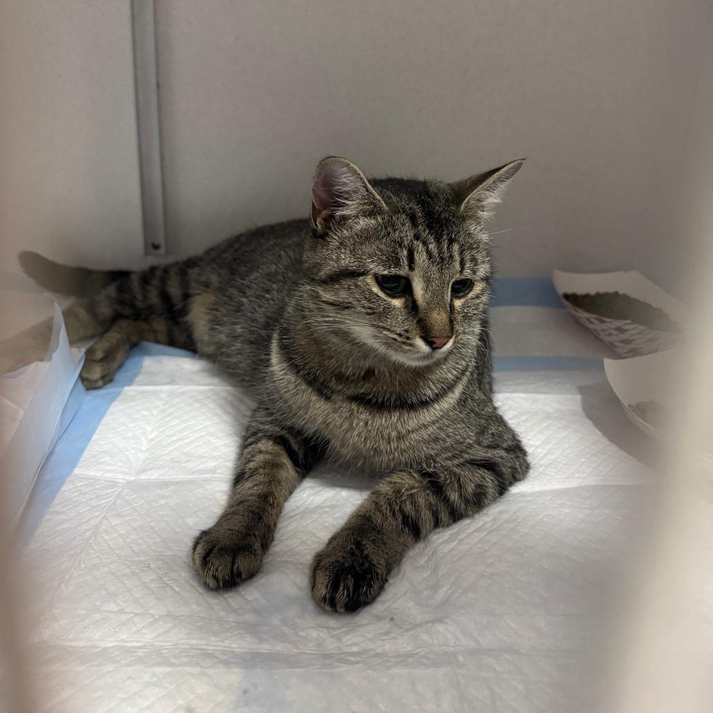 Enlarge Margo ARC2026-219, a Adoptable Domestic Short Hair in Akron, NY image 4/6