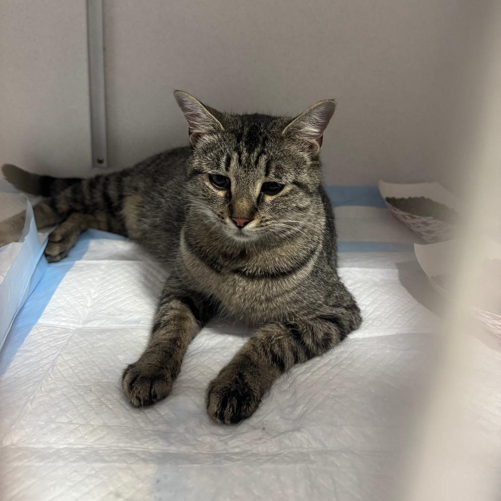 Enlarge Margo ARC2026-219, a Adoptable Domestic Short Hair in Akron, NY image 5/6