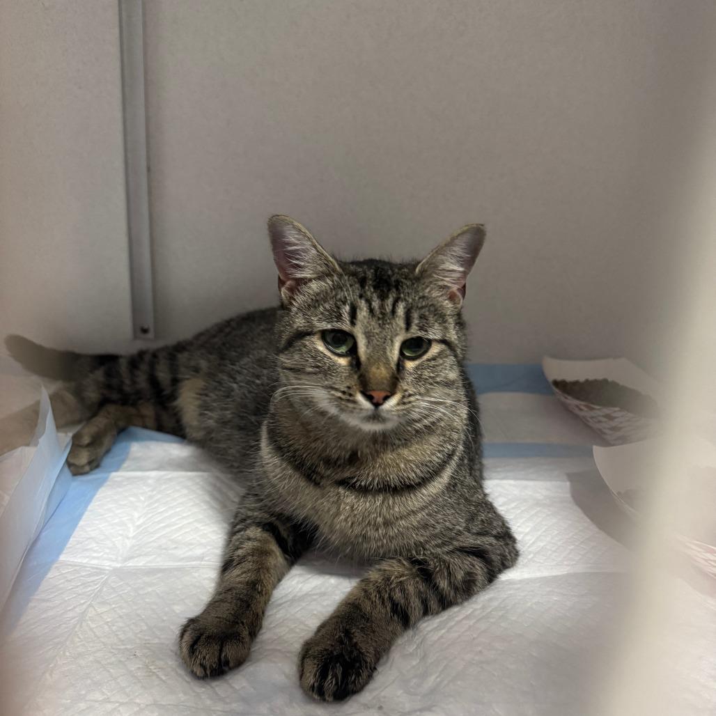 Enlarge Margo ARC2026-219, a Adoptable Domestic Short Hair in Akron, NY image 6/6