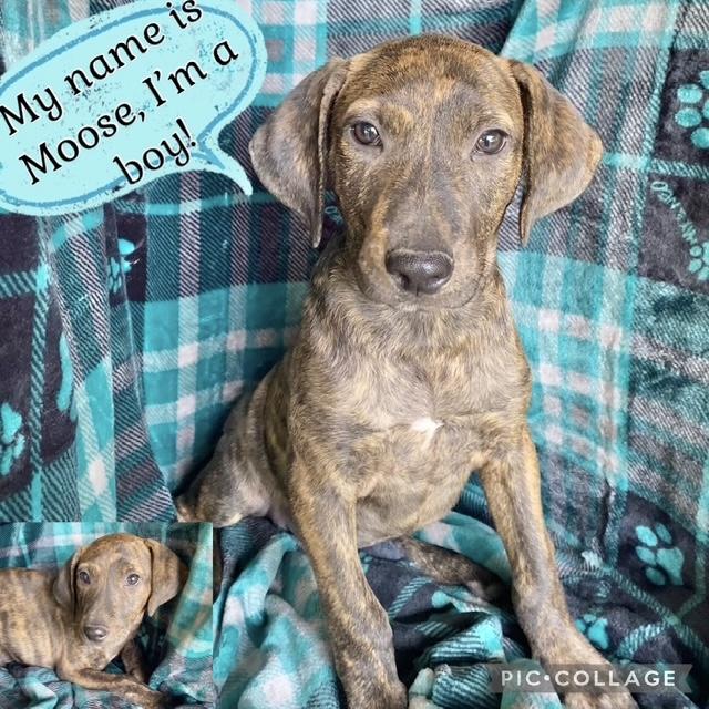Moose