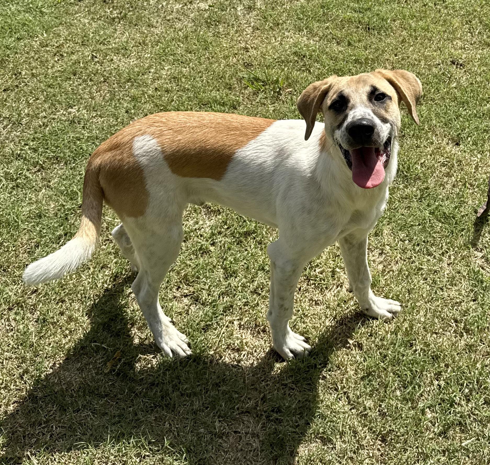 Enlarge Henry, a Adoptable mixed breed in Falls Church, VA image 1/6