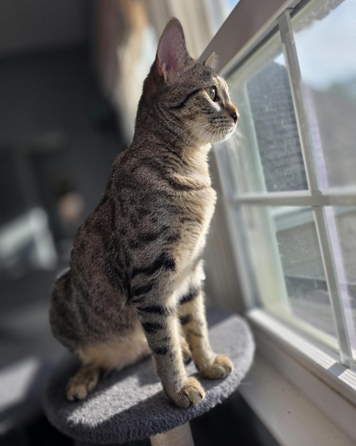 Squirt (Courtesy Listing), a ADOPTABLE mixed breed in Greensboro, NC image 2/4