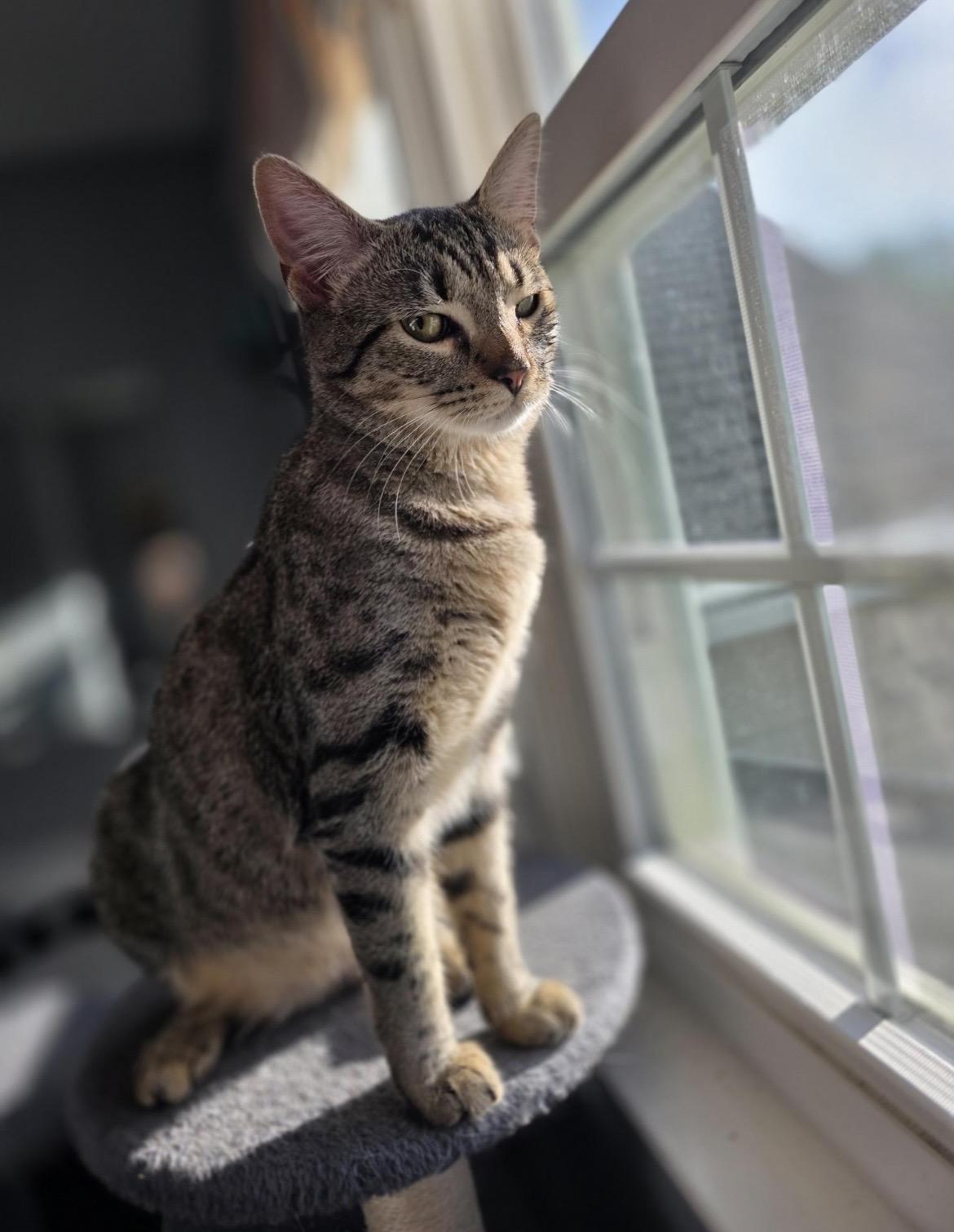 Squirt (Courtesy Listing), a ADOPTABLE mixed breed in Greensboro, NC image 3/4