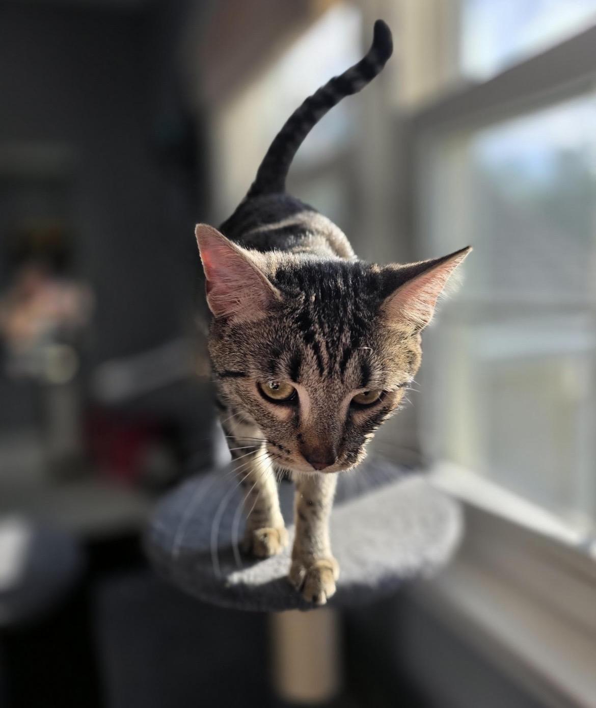 Squirt (Courtesy Listing), ADOPTABLE, Young Female Domestic Short Hair & Tabby.