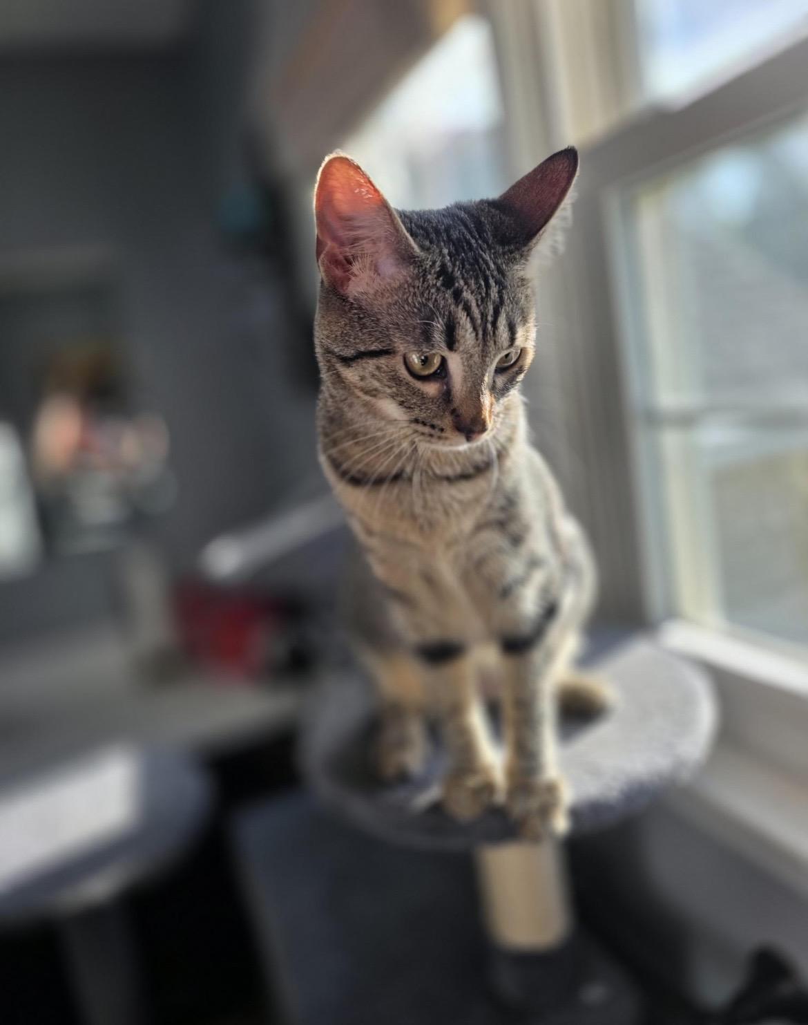 Squirt (Courtesy Listing), a ADOPTABLE mixed breed in Greensboro, NC image 4/4