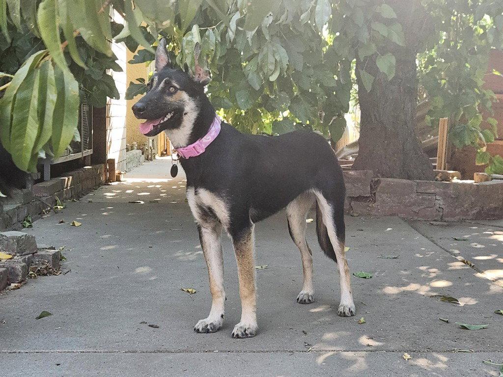 Enlarge Gidget, a Adoptable German Shepherd Dog in Modesto, CA image 1/1