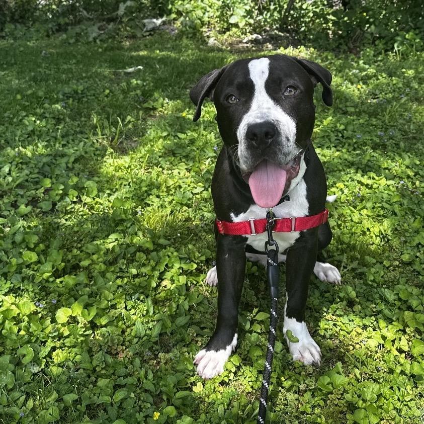 Jet Pack, a Adoptable Mixed Breed in Hinsdale, IL image 1/3