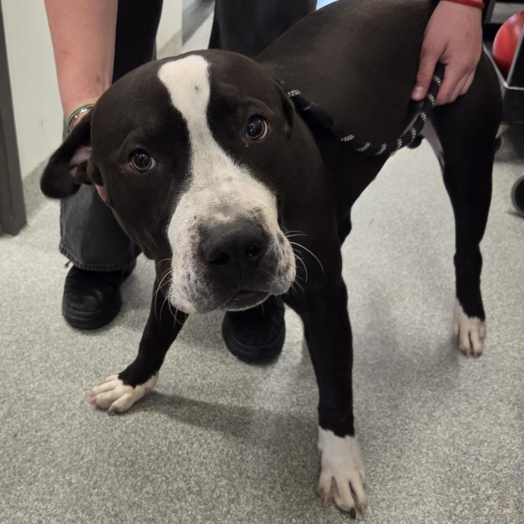 Jet Pack, a Adoptable Mixed Breed in Hinsdale, IL image 2/3