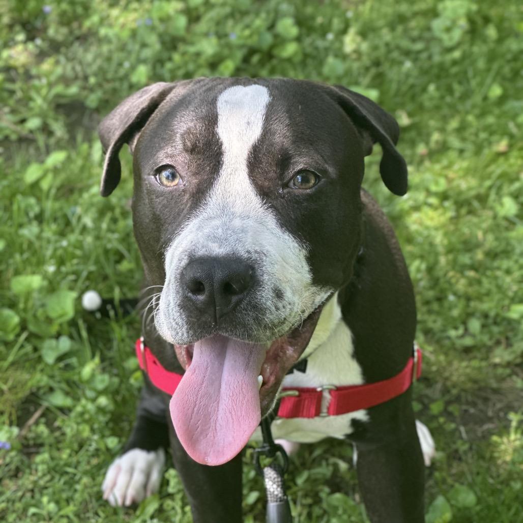 Jet Pack, a Adoptable Mixed Breed in Hinsdale, IL image 3/3
