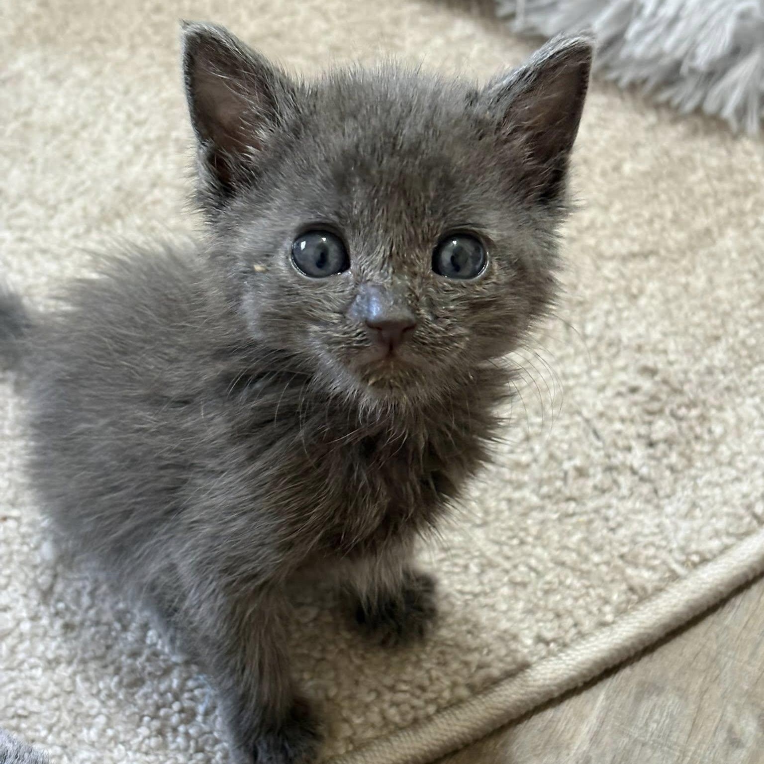 Enlarge Rasp, an adopted Domestic Short Hair in Queen Creek, AZ image 2/5