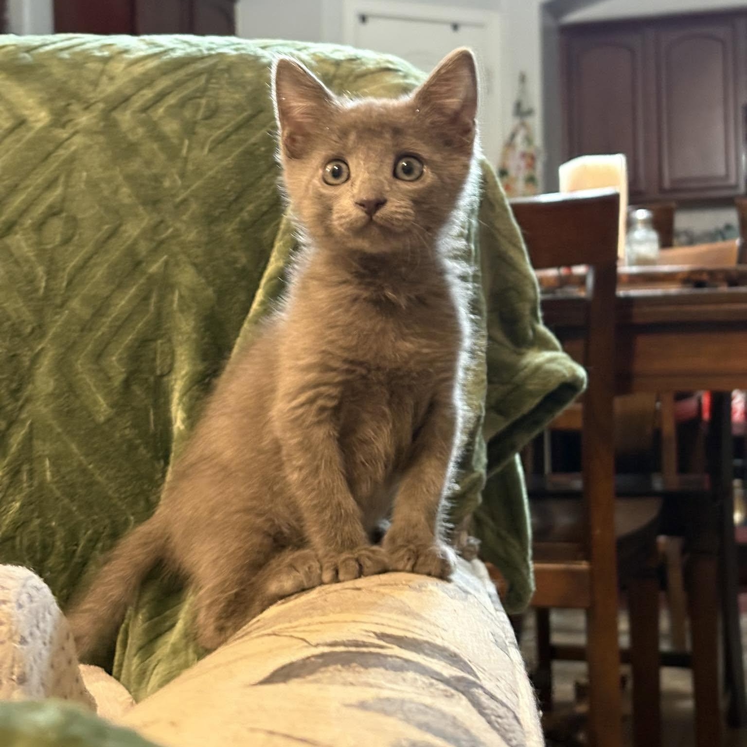 Enlarge Rasp, an adopted Domestic Short Hair in Queen Creek, AZ image 1/5