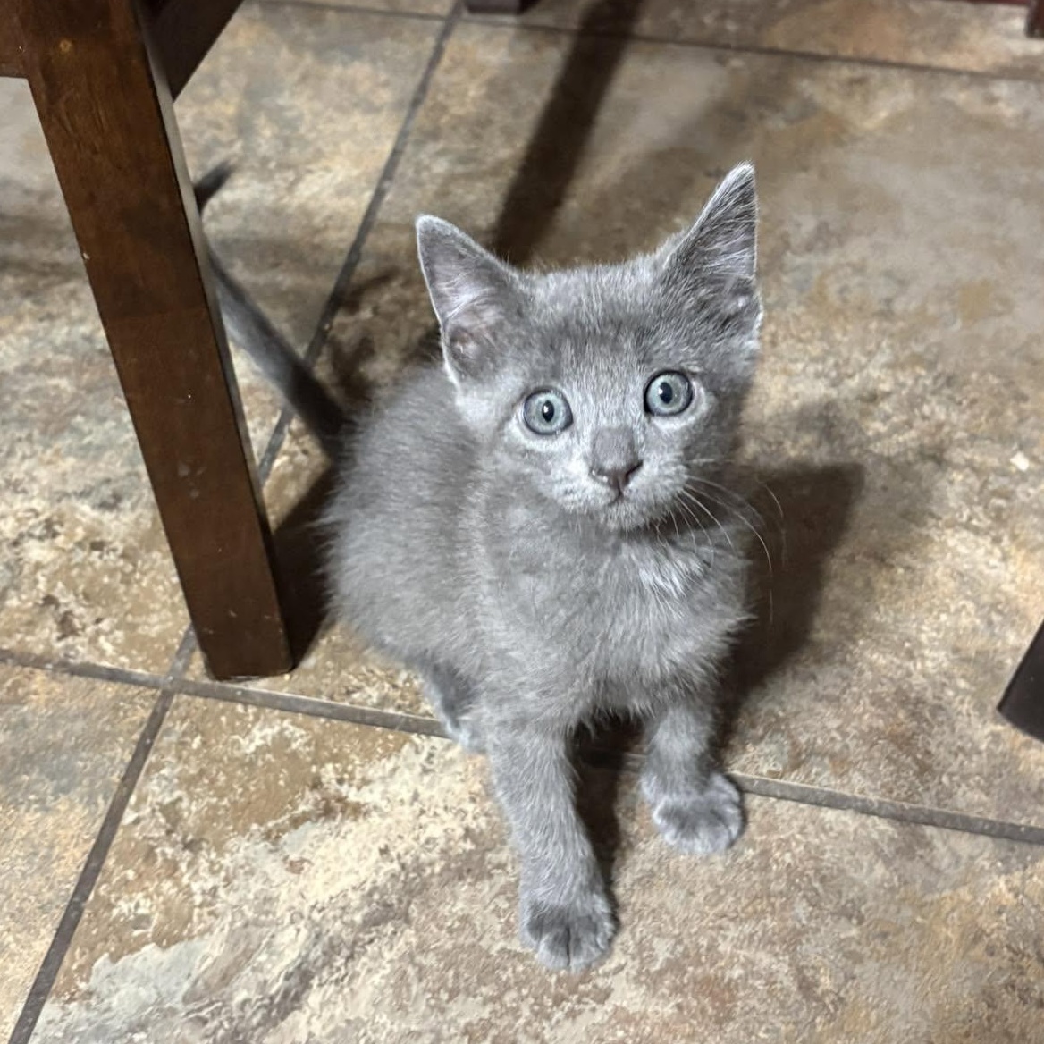 Enlarge Rasp, an adopted Domestic Short Hair in Queen Creek, AZ image 5/5