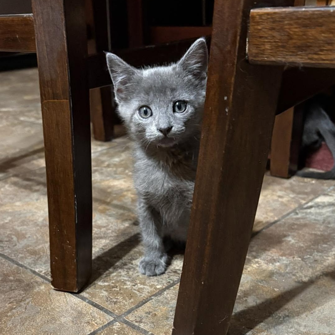 Enlarge Rasp, an adopted Domestic Short Hair in Queen Creek, AZ image 3/5