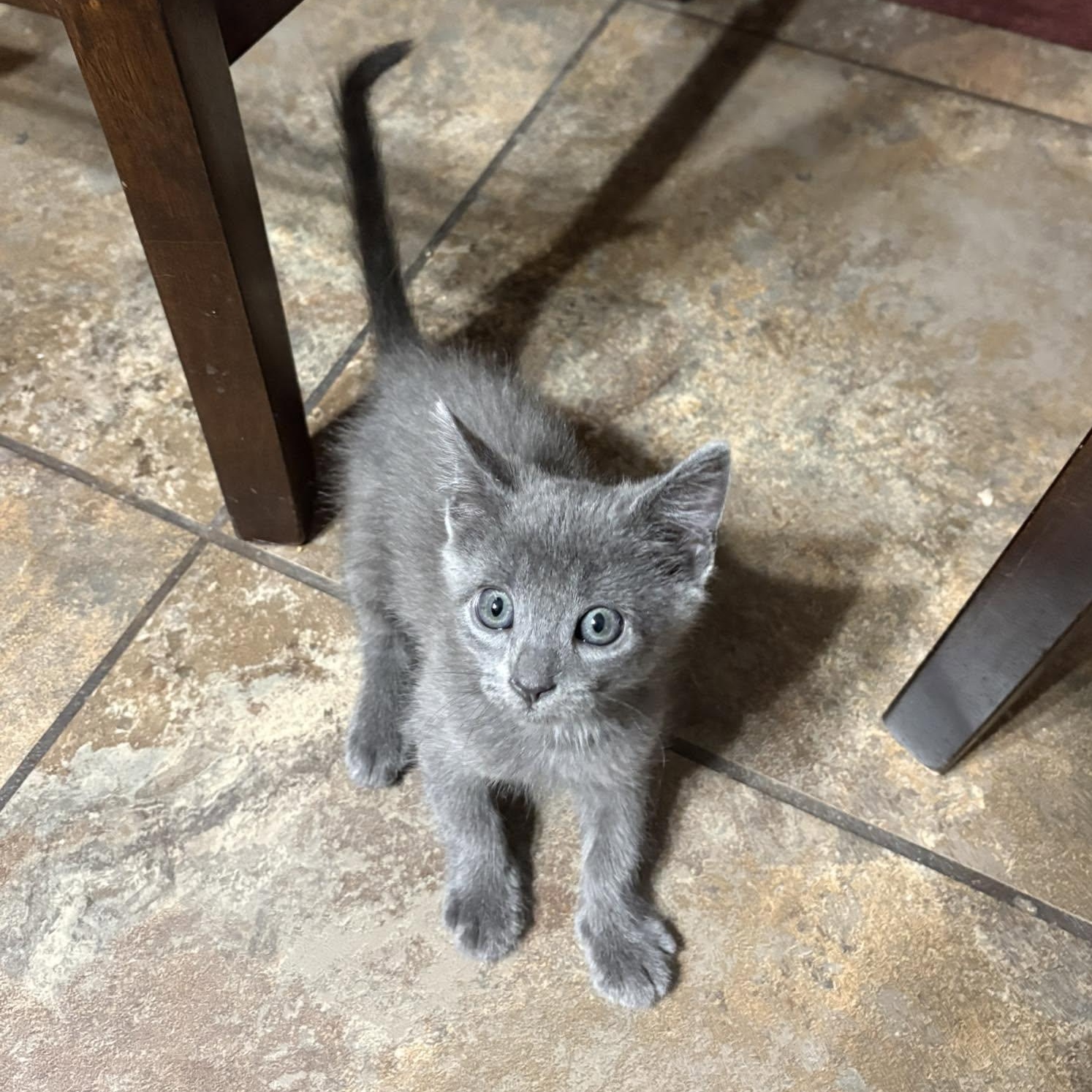 Enlarge Rasp, an adopted Domestic Short Hair in Queen Creek, AZ image 4/5