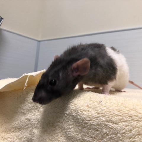 Enlarge Stump, a Adoptable Rat in Novelty, OH image 1/1