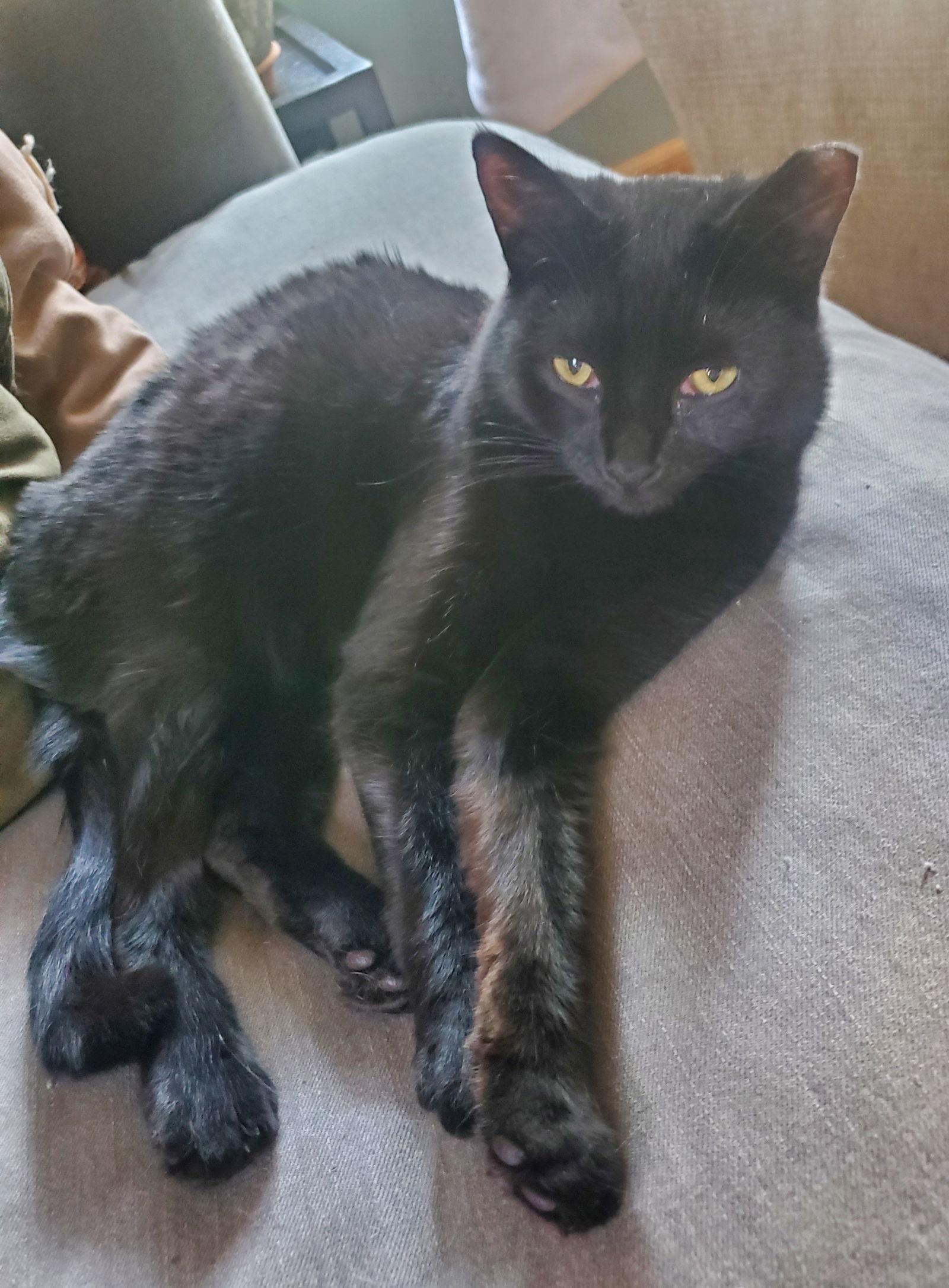 Enlarge Salsarita, a Adoptable Domestic Short Hair in Livonia, MI image 1/3