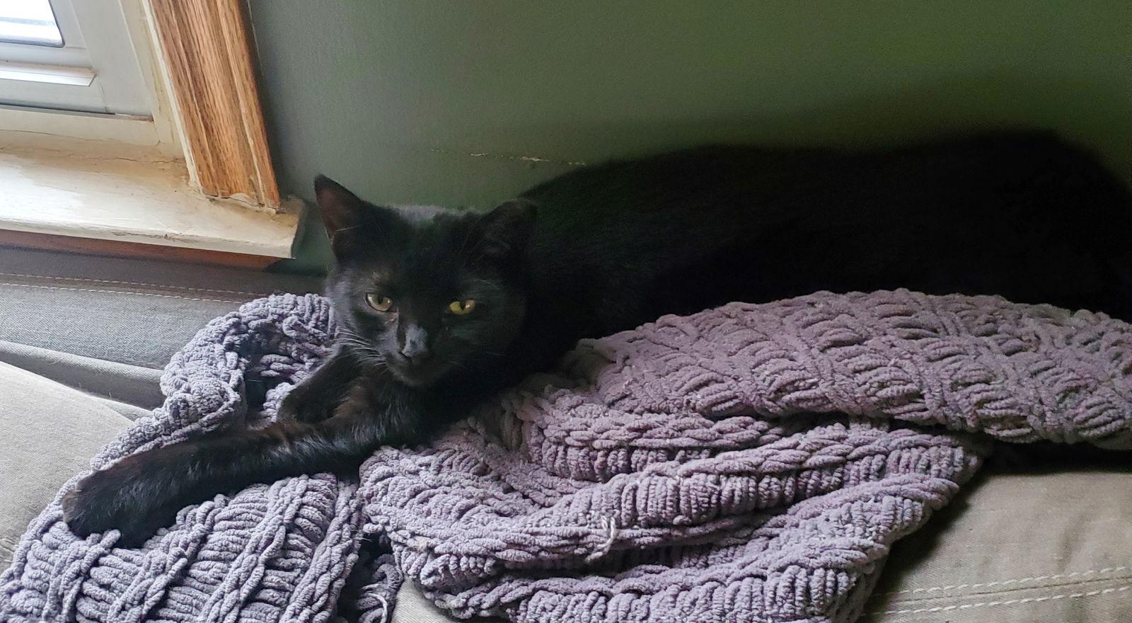 Enlarge Salsarita, a Adoptable Domestic Short Hair in Livonia, MI image 2/3