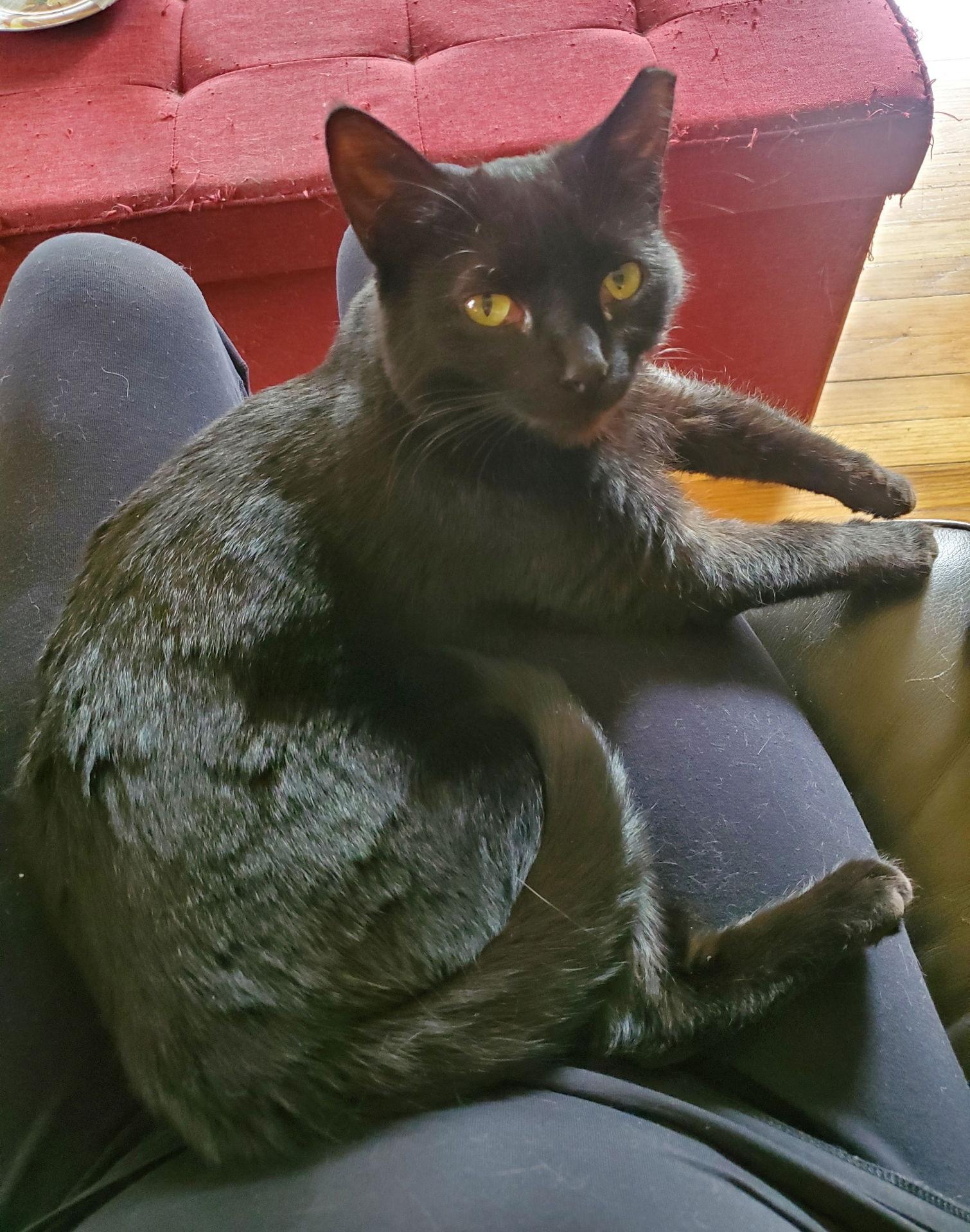 Enlarge Salsarita, a Adoptable Domestic Short Hair in Livonia, MI image 3/3