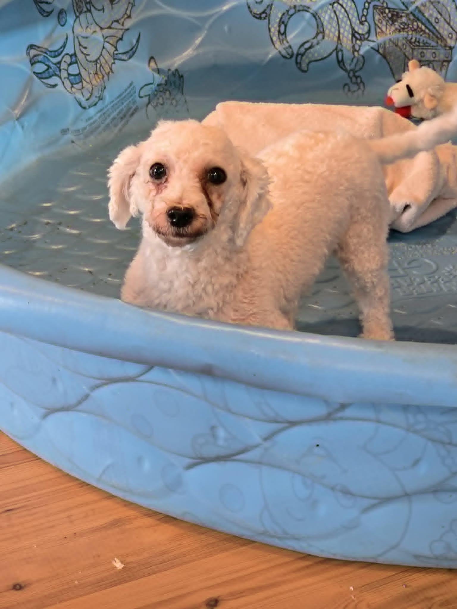 Barbie Ann, Adoptable, Adult Female Bichon Frise.