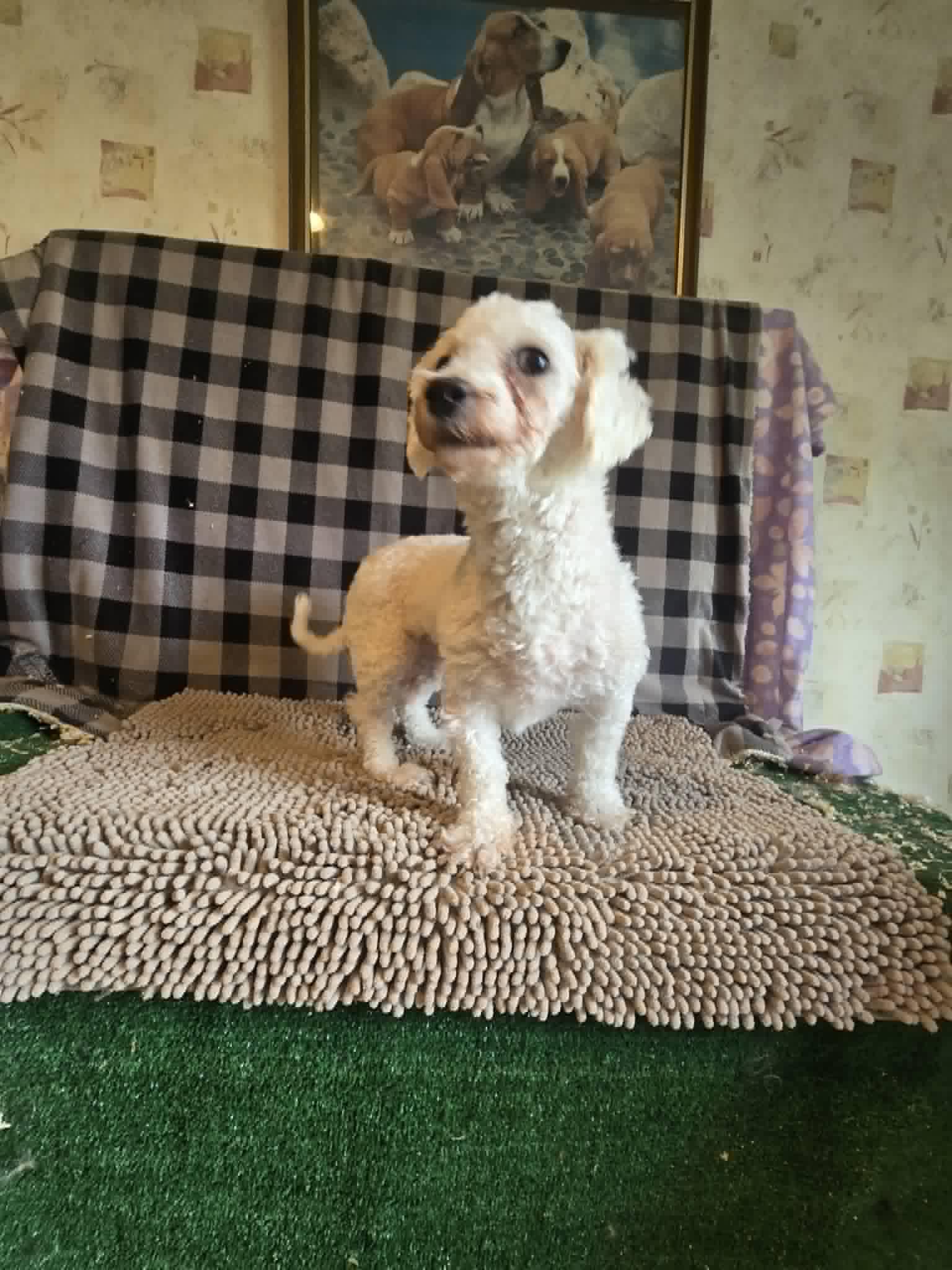 Enlarge Barbie Ann, a Adoptable Bichon Frise in Berwick, PA image 3/3