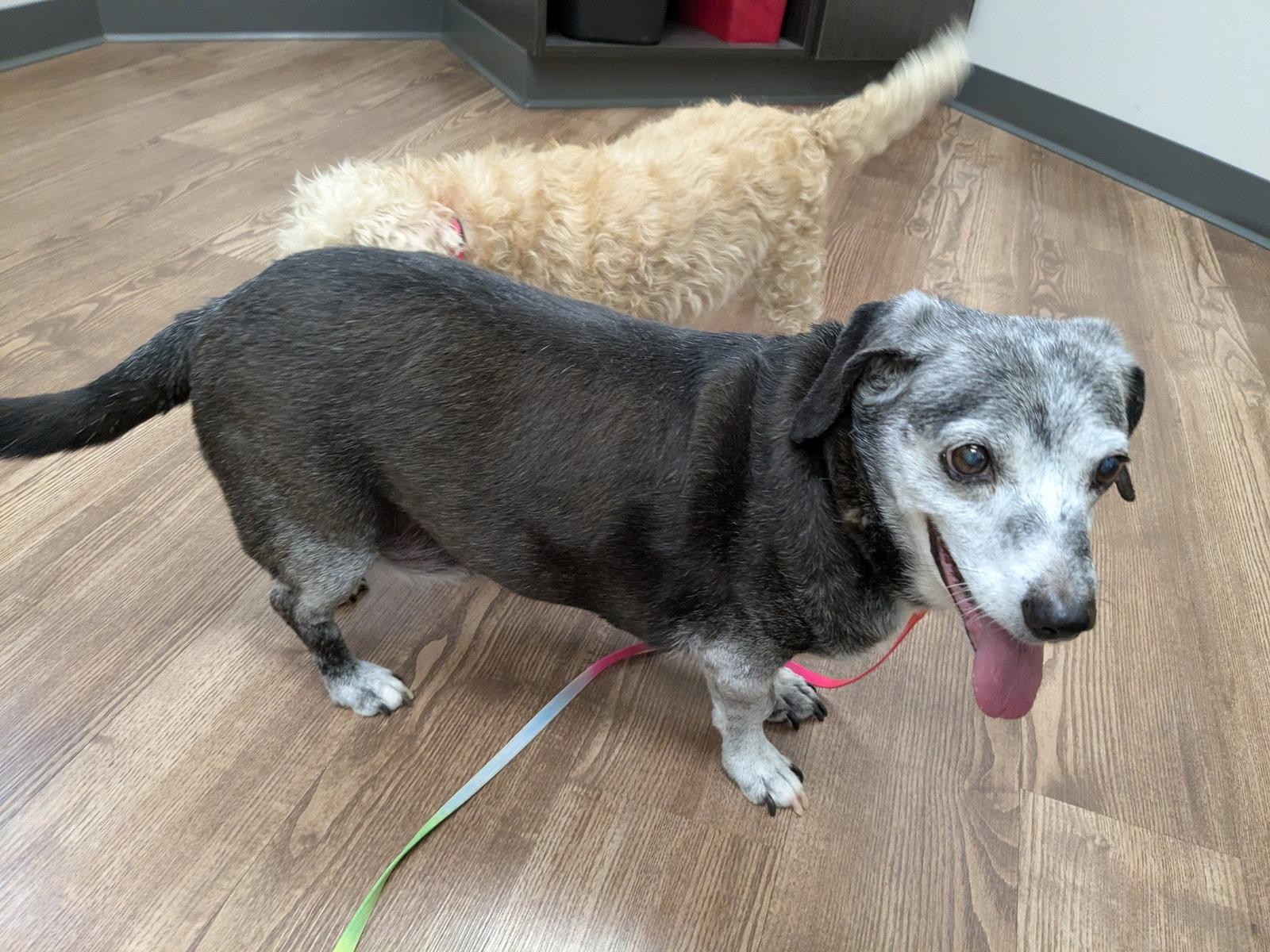 Brosnan, Adoptable, Senior Male Dachshund.
