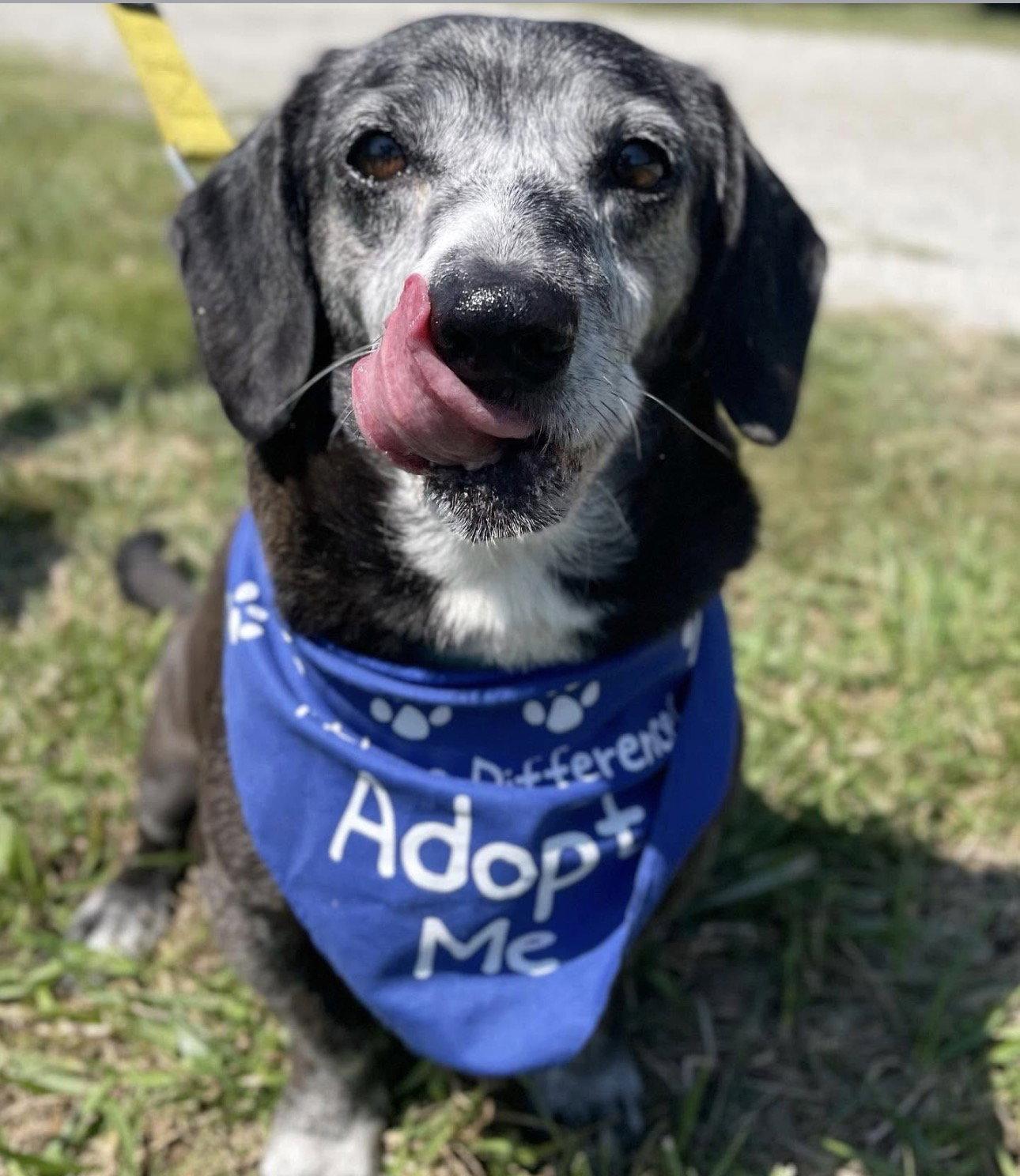 Enlarge Brosnan, a Adoptable Dachshund in Powell, OH image 2/2