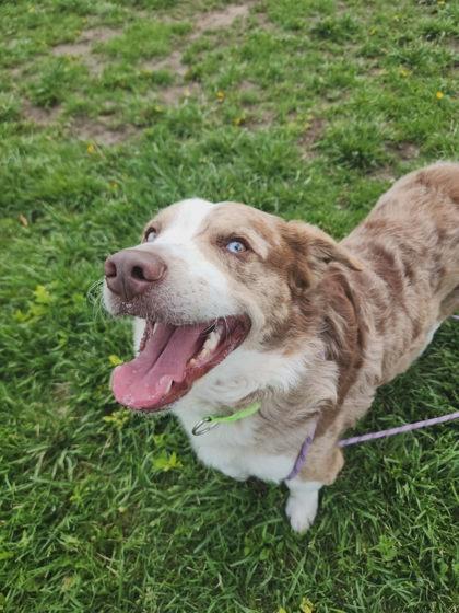 Enlarge Dude, a Adoptable mixed breed in Scottsbluff, NE image 1/3