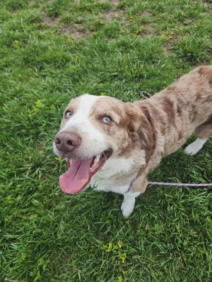 Enlarge Dude, a Adoptable mixed breed in Scottsbluff, NE image 2/3