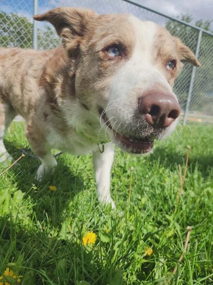 Enlarge Dude, a Adoptable mixed breed in Scottsbluff, NE image 3/3