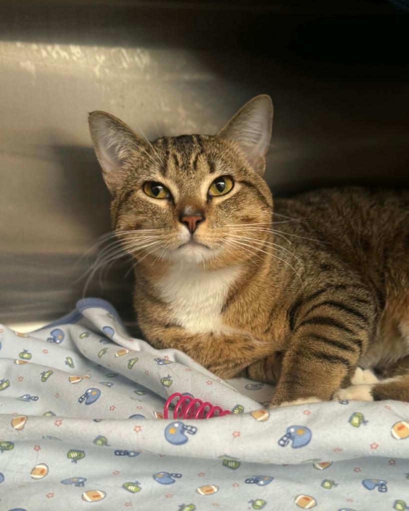 Noodles, Adoptable, Young Male Domestic Short Hair.