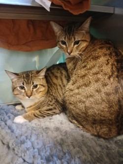 Enlarge Noodles, a Adoptable mixed breed in Grand Forks, ND image 2/4