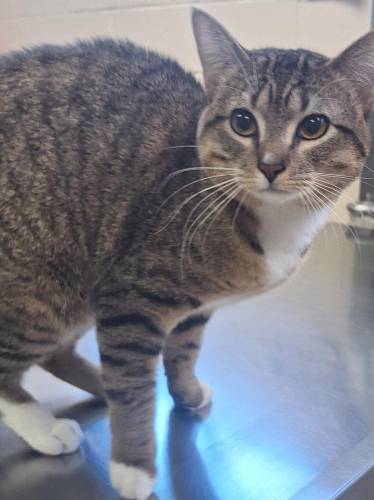 Enlarge Noodles, a Adoptable mixed breed in Grand Forks, ND image 3/4