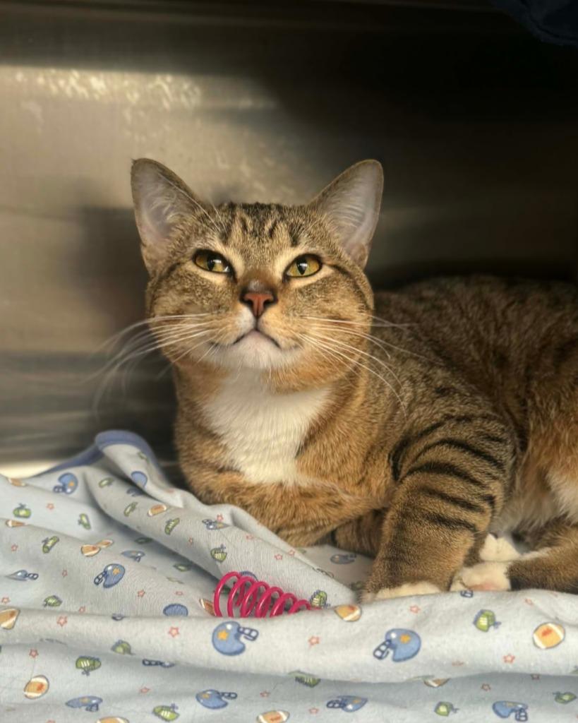 Enlarge Noodles, a Adoptable mixed breed in Grand Forks, ND image 4/4