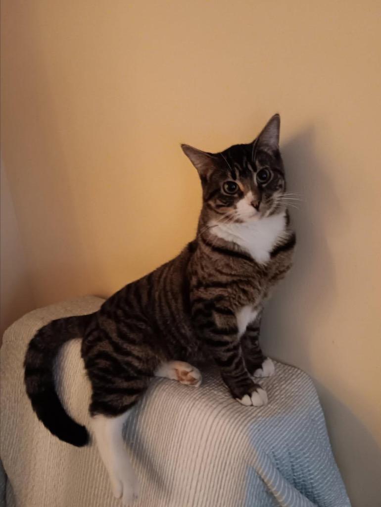 Mustard, Adoptable, Young Male Domestic Short Hair.