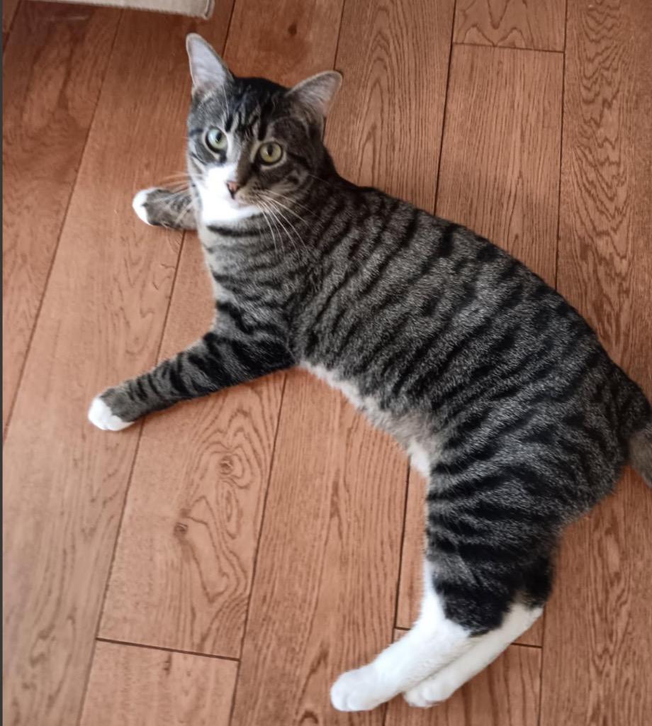 Enlarge Mustard, a Adoptable mixed breed in New York, NY image 2/6