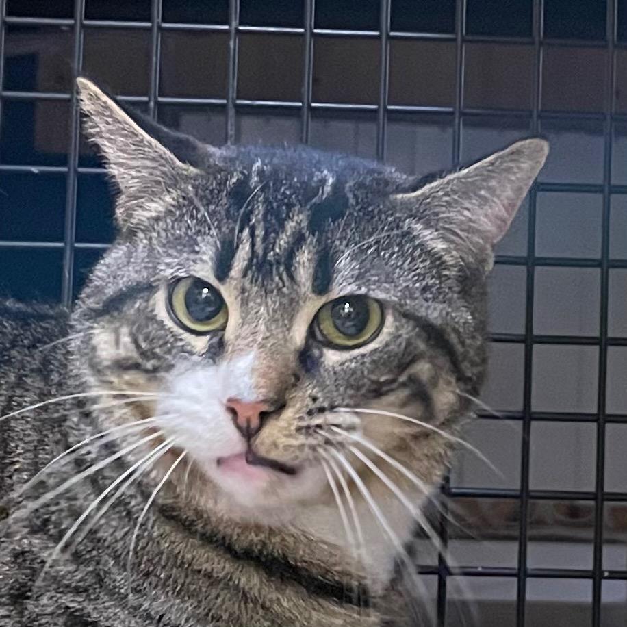 Enlarge Mustard, a Adoptable mixed breed in New York, NY image 3/6