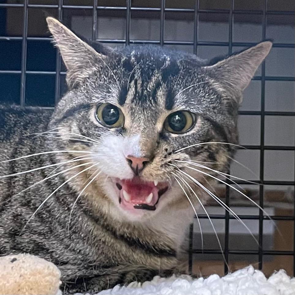 Enlarge Mustard, a Adoptable mixed breed in New York, NY image 4/6