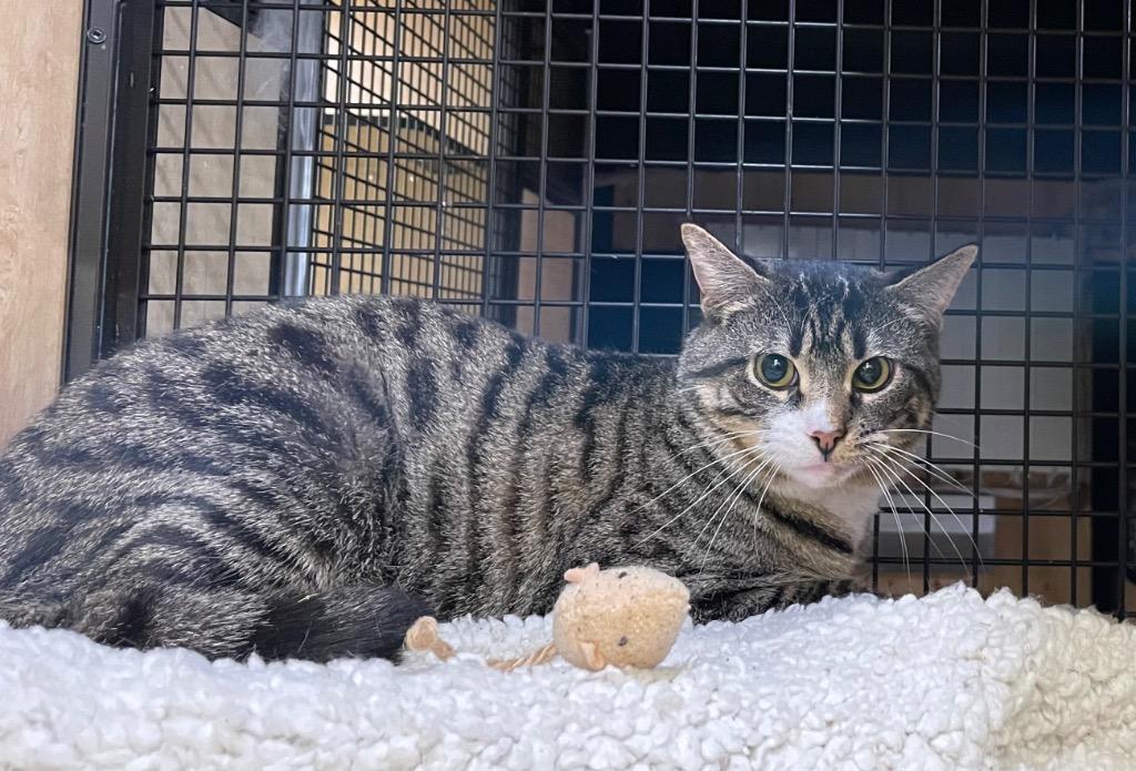 Enlarge Mustard, a Adoptable mixed breed in New York, NY image 5/6