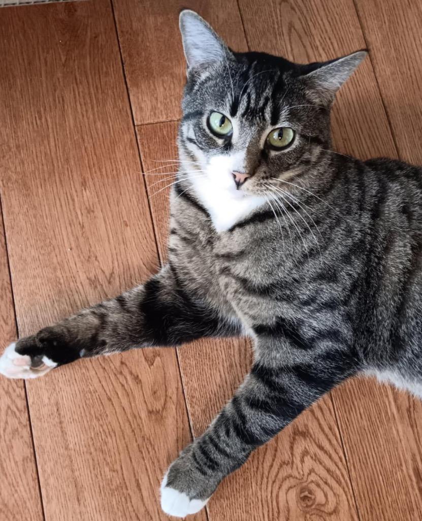 Enlarge Mustard, a Adoptable mixed breed in New York, NY image 6/6