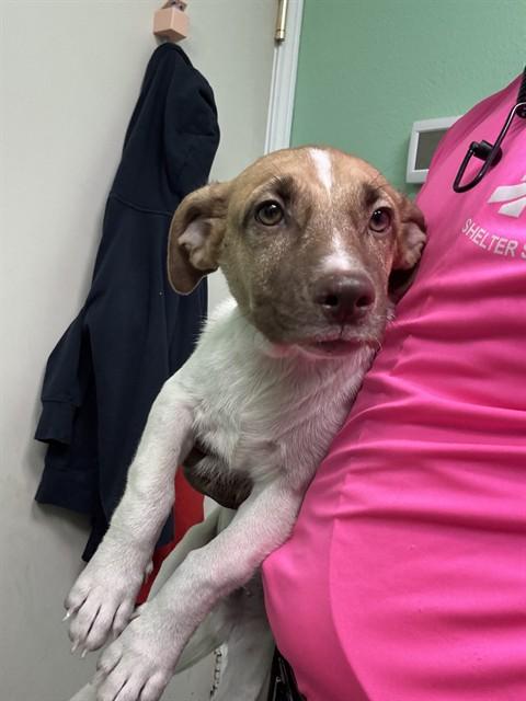 JACK, Adoptable, Puppy Male Parson Russell Terrier & Mixed Breed.