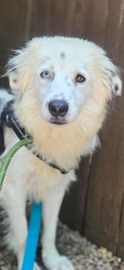 Olivia, ADOPTABLE, Adult Female Mixed Breed.