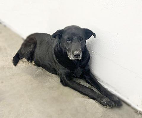 KIMBER — thumbnail 2