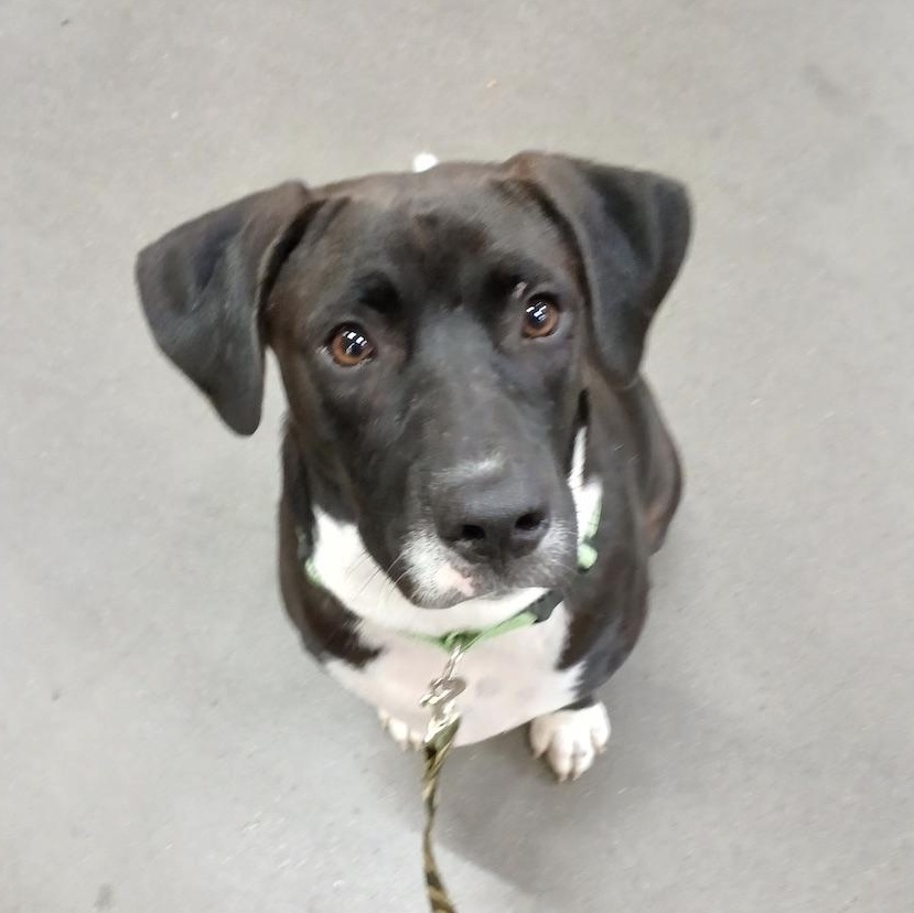 Enlarge Snoops, a Adoptable mixed breed in Kennewick, WA image 1/6