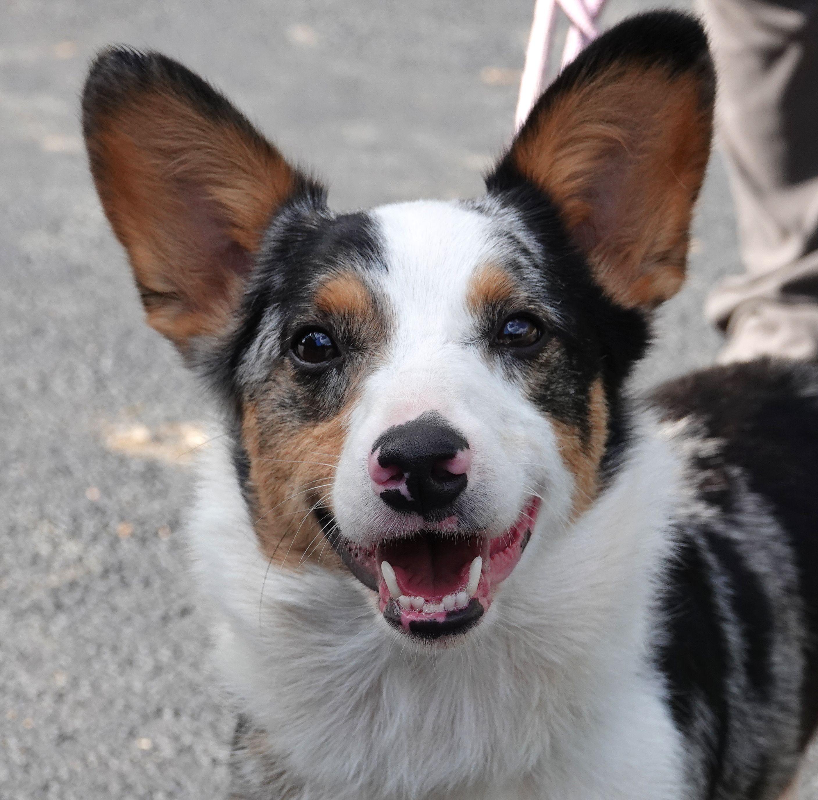 Hickory (real name Zeus) - CLAIMED, Adopted, Adult Male Corgi.