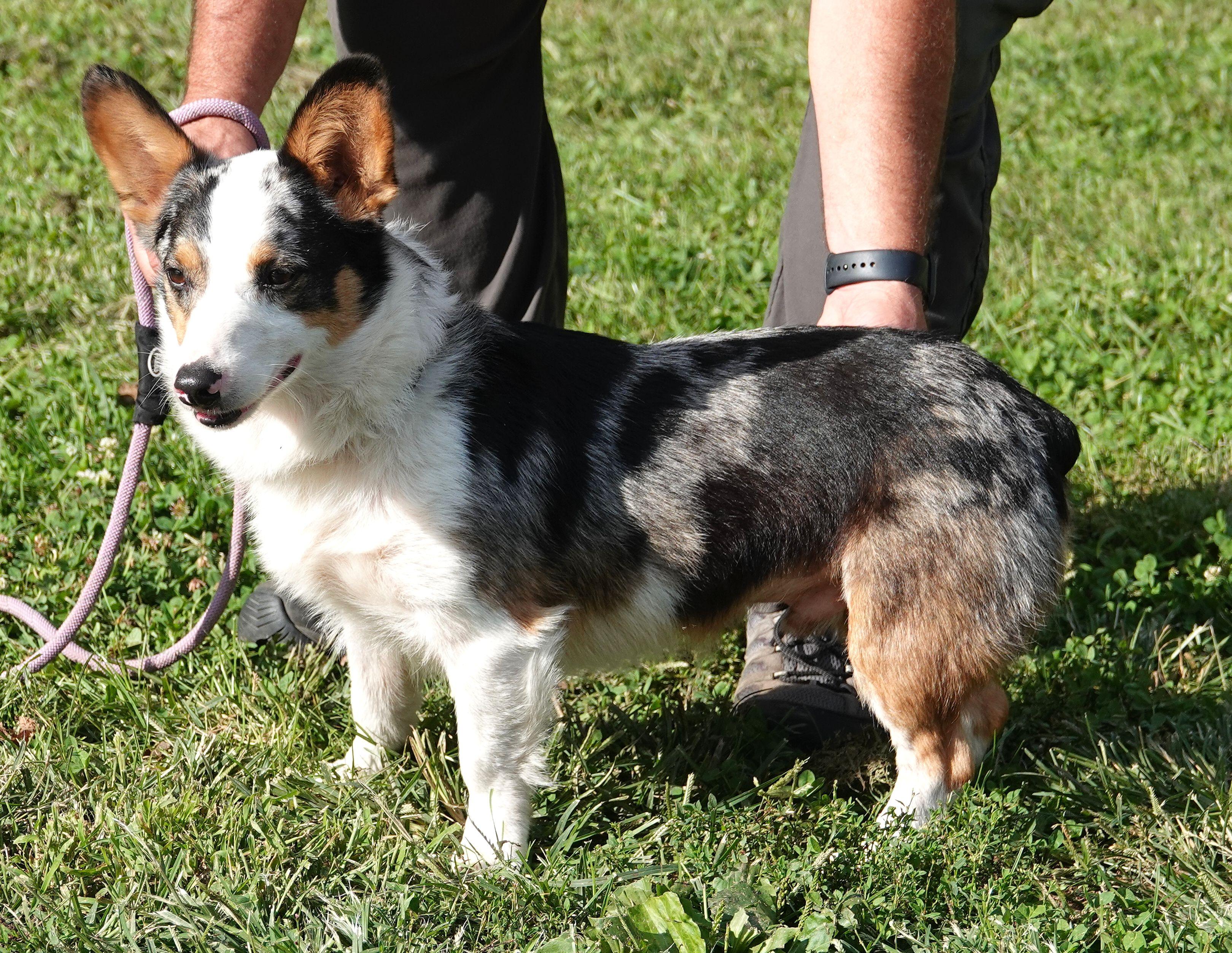 Enlarge Hickory (real name Zeus) - CLAIMED, a Adopted Corgi in Millfield, OH image 3/3