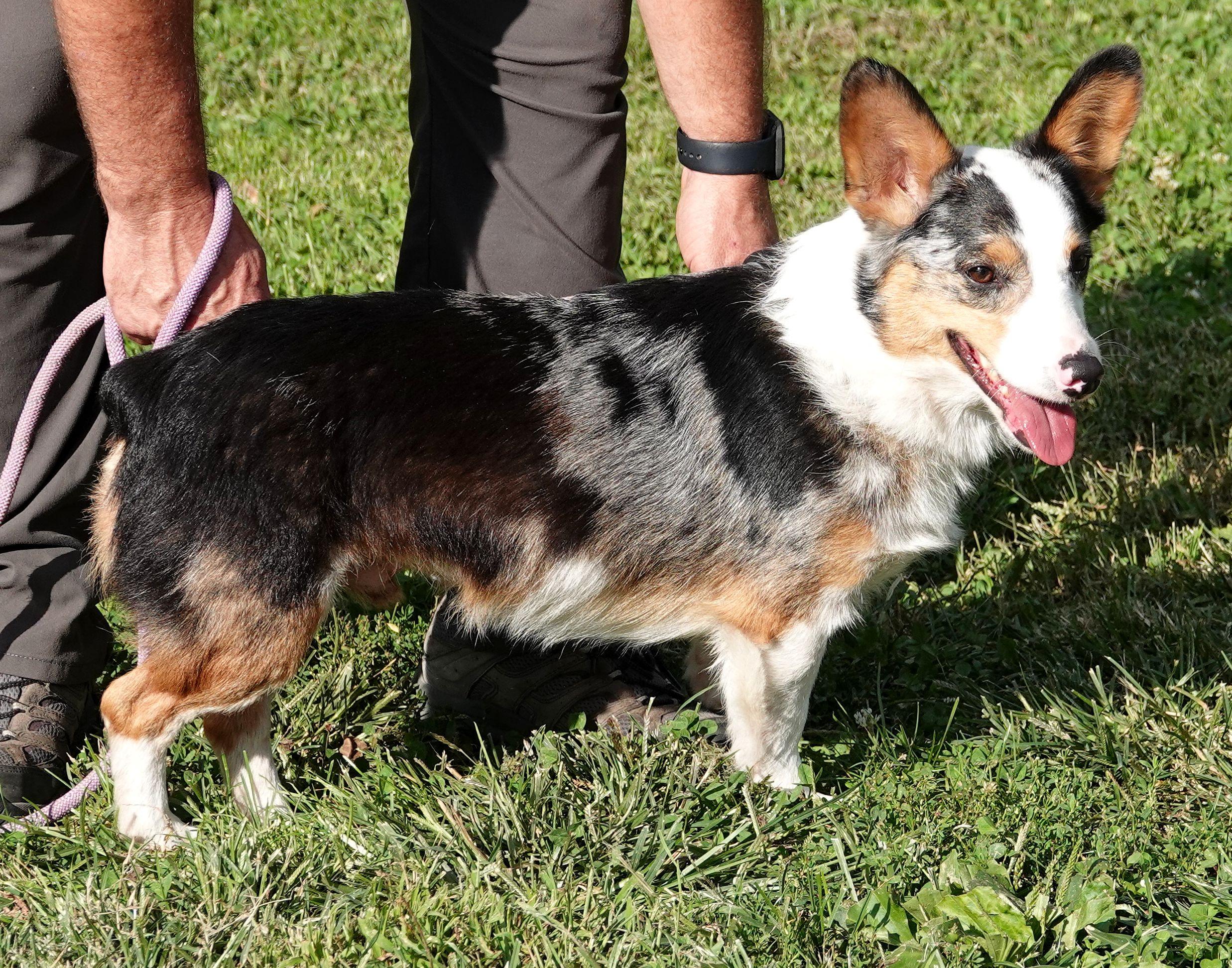 Enlarge Hickory (real name Zeus) - CLAIMED, a Adopted Corgi in Millfield, OH image 2/3