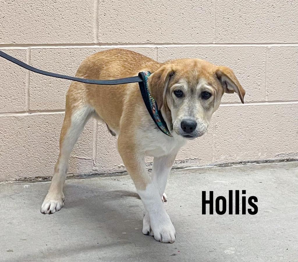 Enlarge Hollis, a Adoptable mixed breed in Clearfield, KY image 1/1