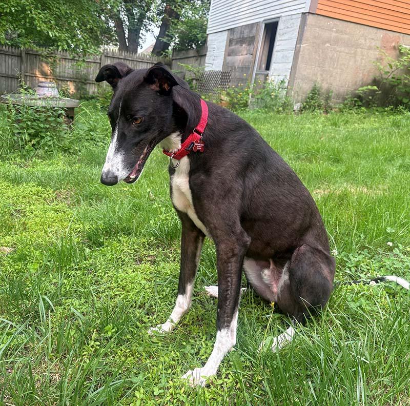 Enlarge Tulip, a Adopted Greyhound in Ware, MA image 5/5