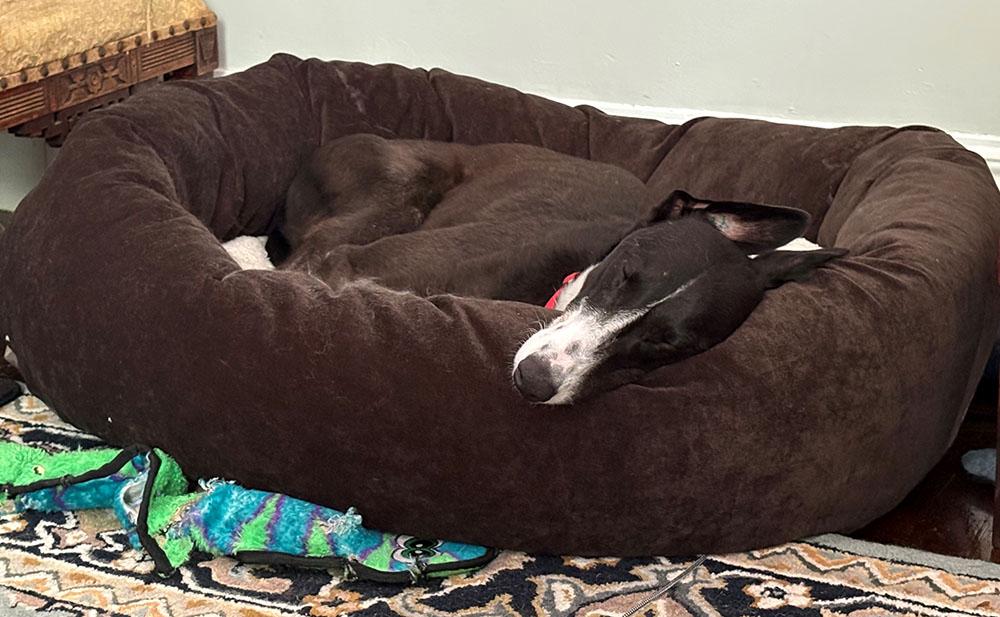 Enlarge Tulip, a Adopted Greyhound in Ware, MA image 2/5